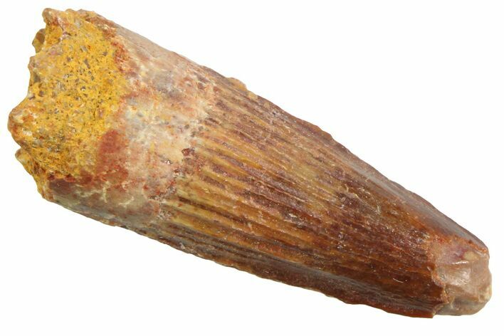Juvenile Fossil Spinosaurus Tooth - Real Dinosaur Tooth #354833